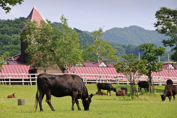 Bò Kobe được chăn nuôi theo đúng kiểu 