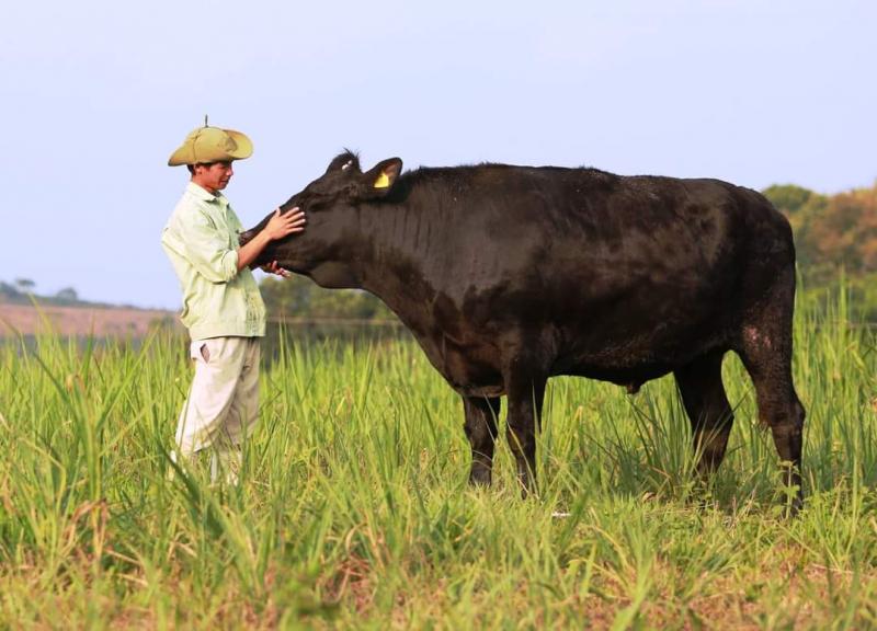 Nuôi bò Kobe theo tiêu chuẩn Nhật