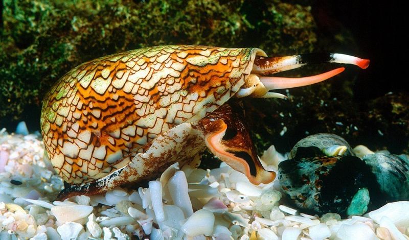 Ốc Cone Snail