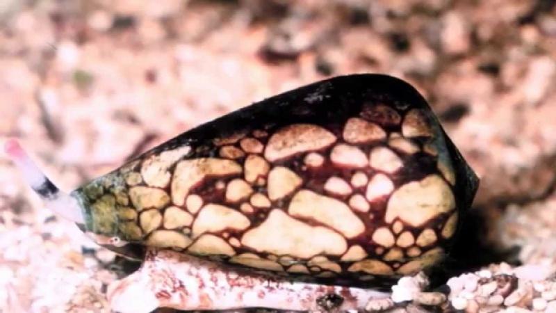 Loài ốc sên độc Marbled Cone