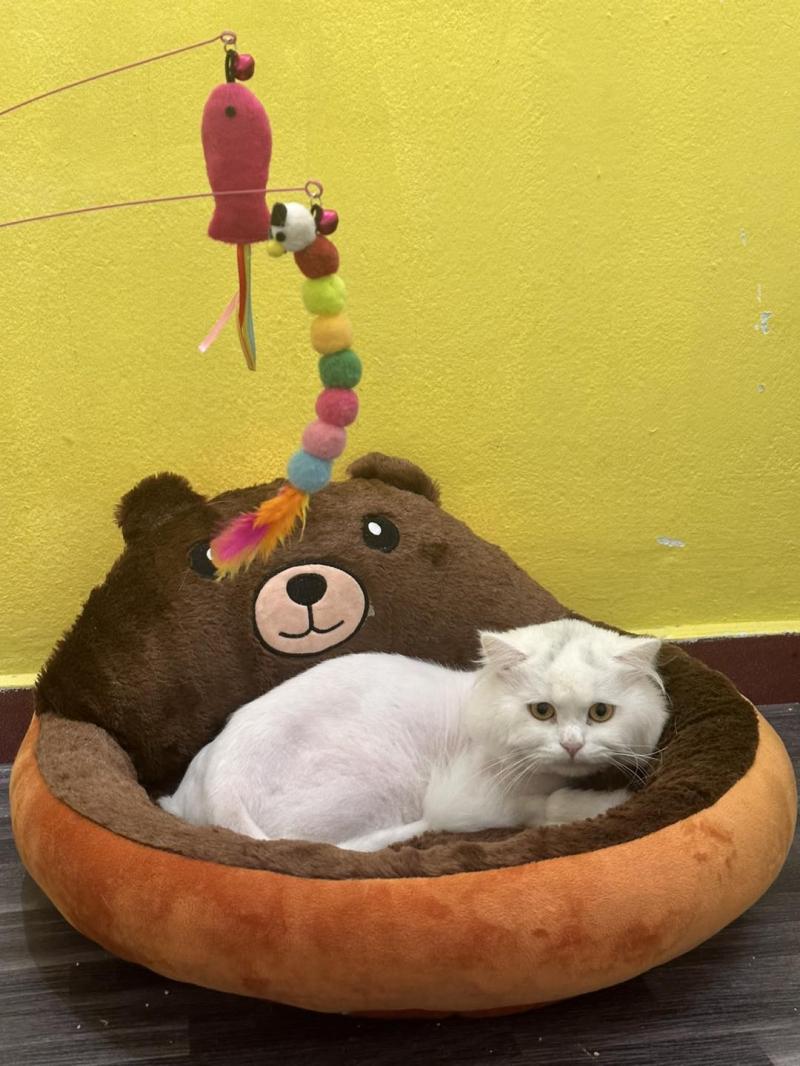 Omo Pets Spa