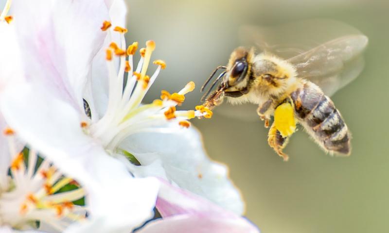 Ong đóng vai trò quan trọng trong quá trình thụ phấn của thực vật có hoa