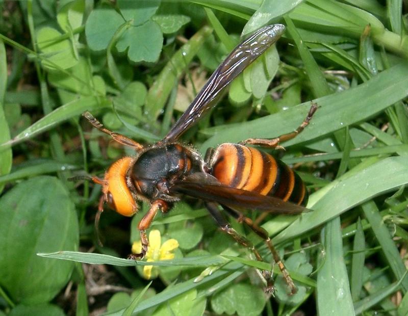 Ong bắp cày khổng lồ châu Á