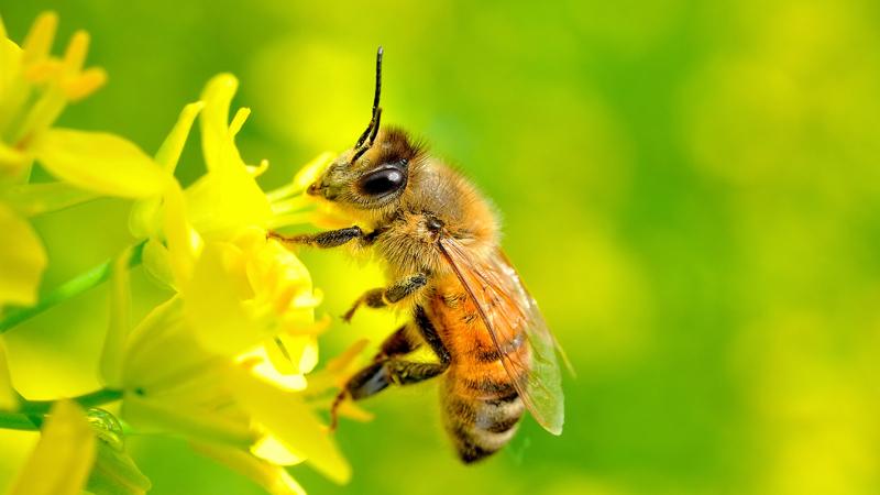 Ong mật thụ phấn cho cây trồng
