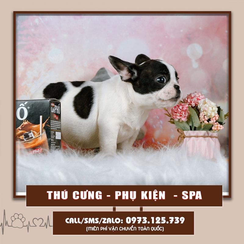 OPET - Cửa hàng thú cưng