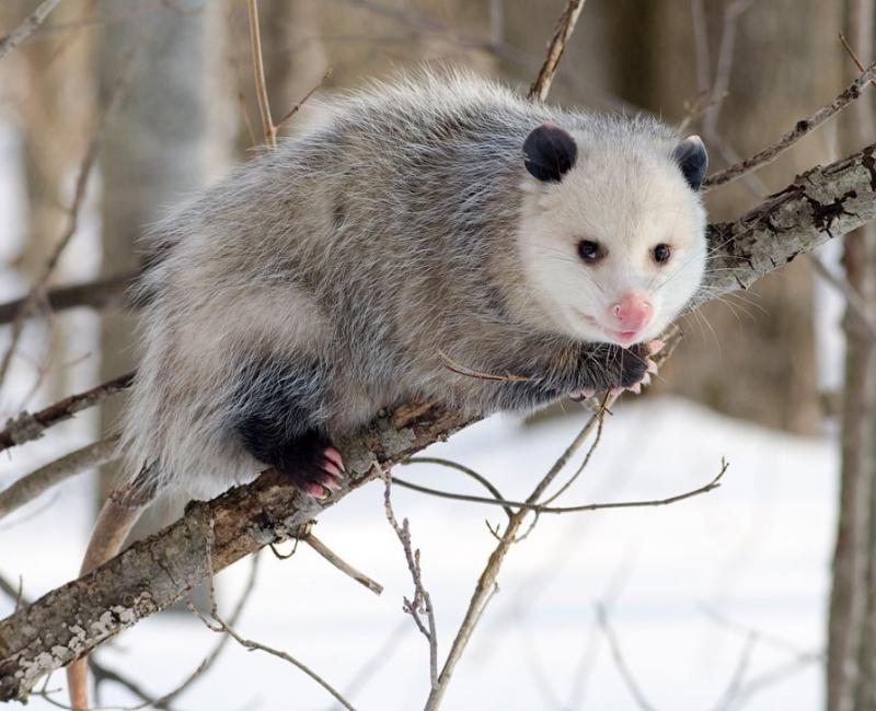 Opossum