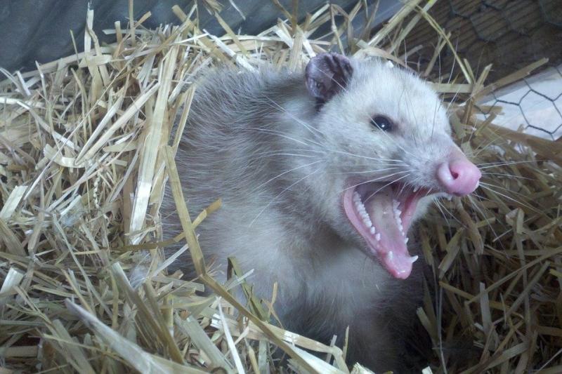 Opossum