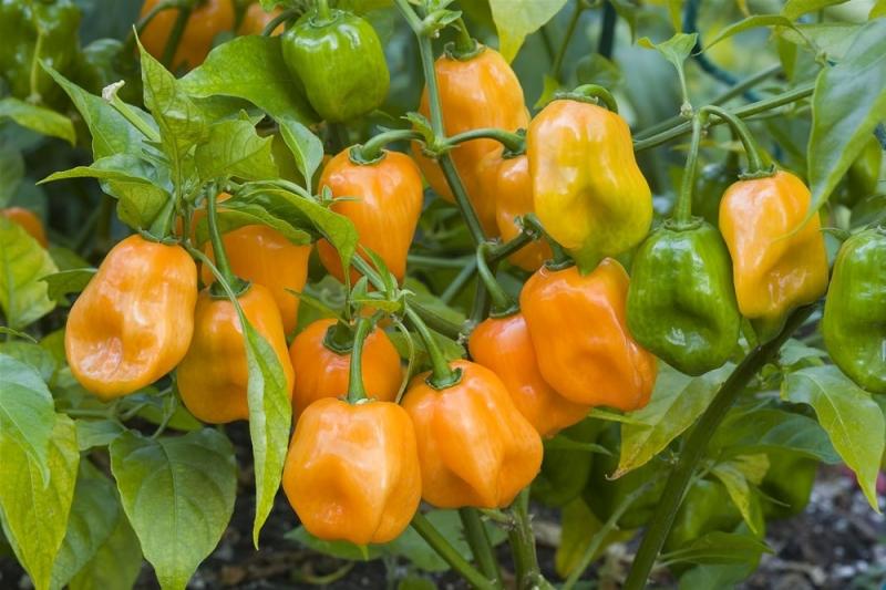 Hãy sử dụng loại ớt này với liều lượng vừa đủ, vì Habanero là một trong những loại ớt cay nhất thế giới