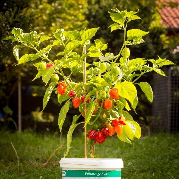 Ớt Habanero