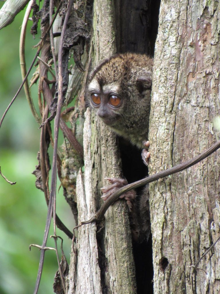 Owl Monkey﻿ là tên của loài khỉ cú ba sọc