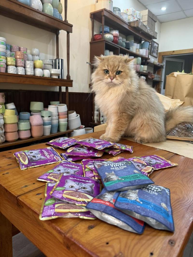 Pet Club Pet Shop