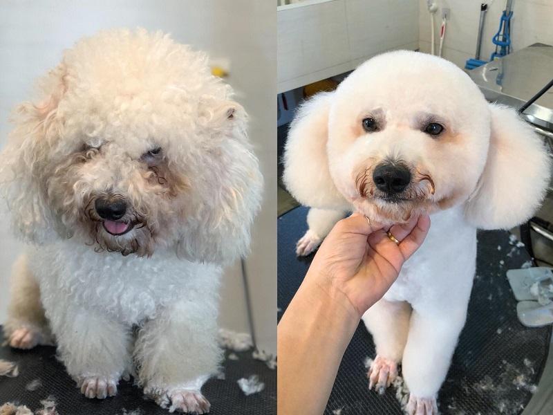 Trước và sau đến với Pet Family