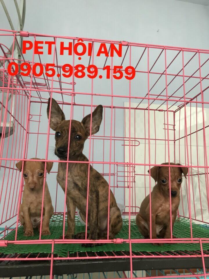 Shop bán chó cảnh uy tín nhất tại Đà Nẵng