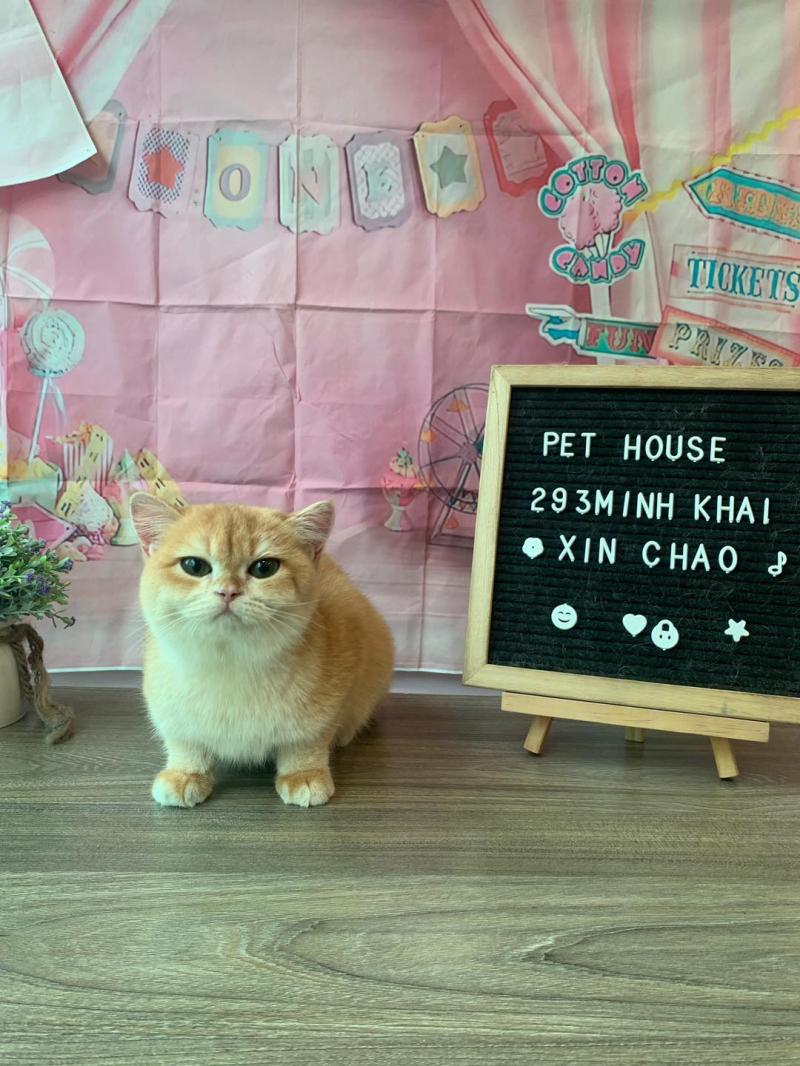 Pet House