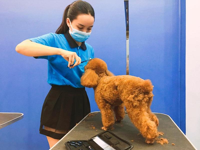 Pet Mart - Cửa Hàng Thú Cưng