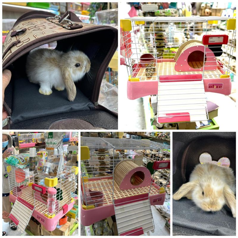 Pet shop Miền Đất Hứa