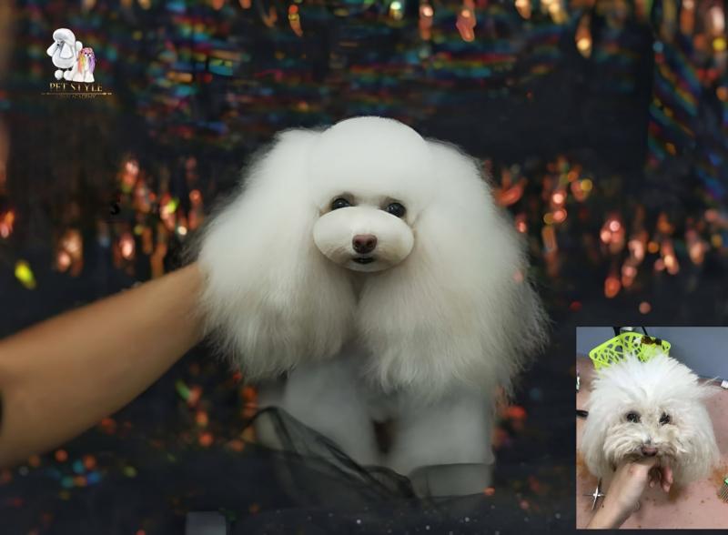 Pet Style Asian Academy