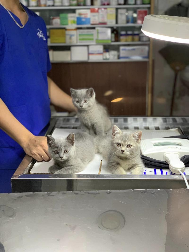 PetCity Đà Nẵng