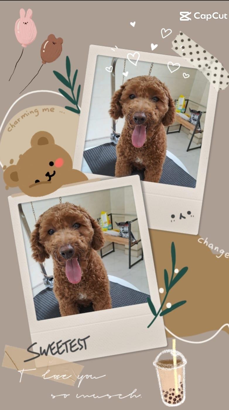 PetCity Đà Nẵng