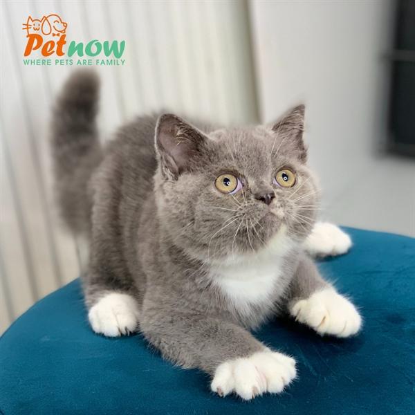 PetNow