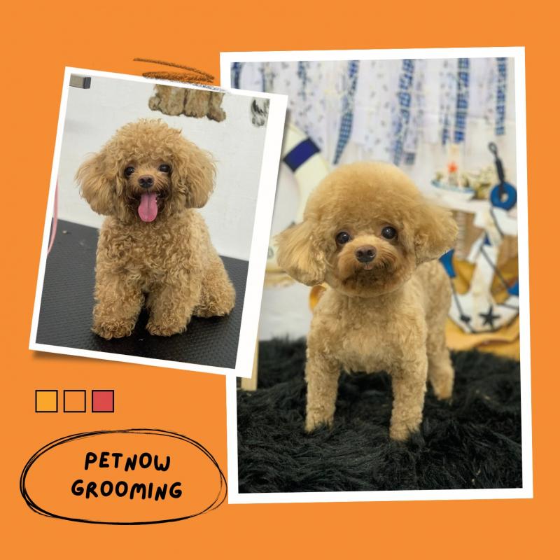 PetNow - Shop & Spa Thú Cưng