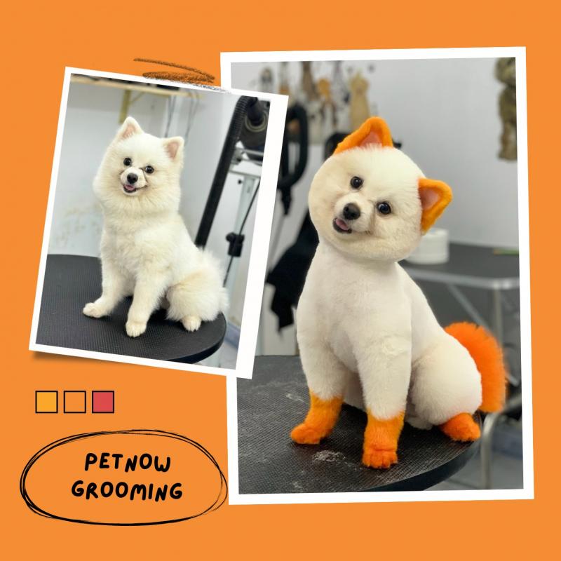 PetNow - Shop & Spa Thú Cưng