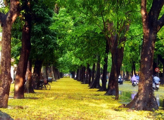 Top 12 Con Đường Đẹp Nhất Ở Hà Nội Để Bạn Đi Lượn - Toplist.Vn