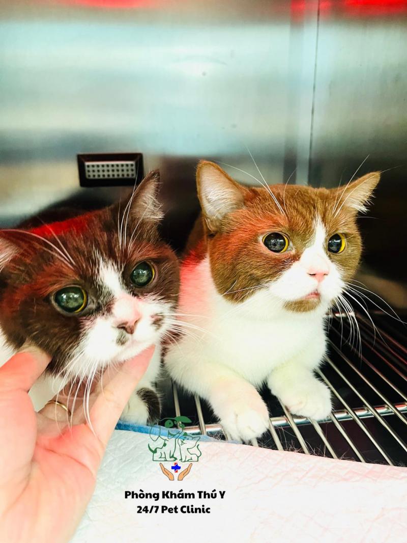 Phòng khám thú y - 24/7 Pet Clinic