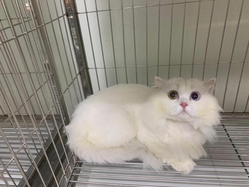 Phòng Khám Thú Y 4Pet