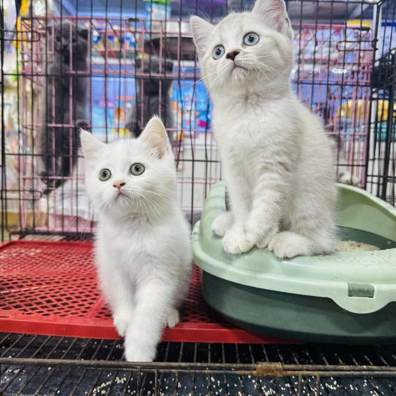 Phòng Khám Thú Y Allpet