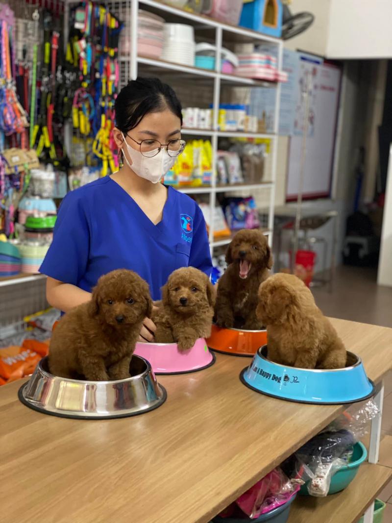 Phòng Khám Thú Y Allpet