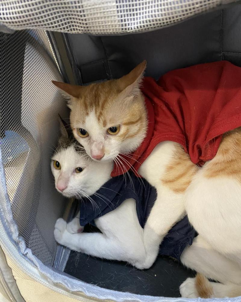 Phòng Khám Thú Y Animal Care