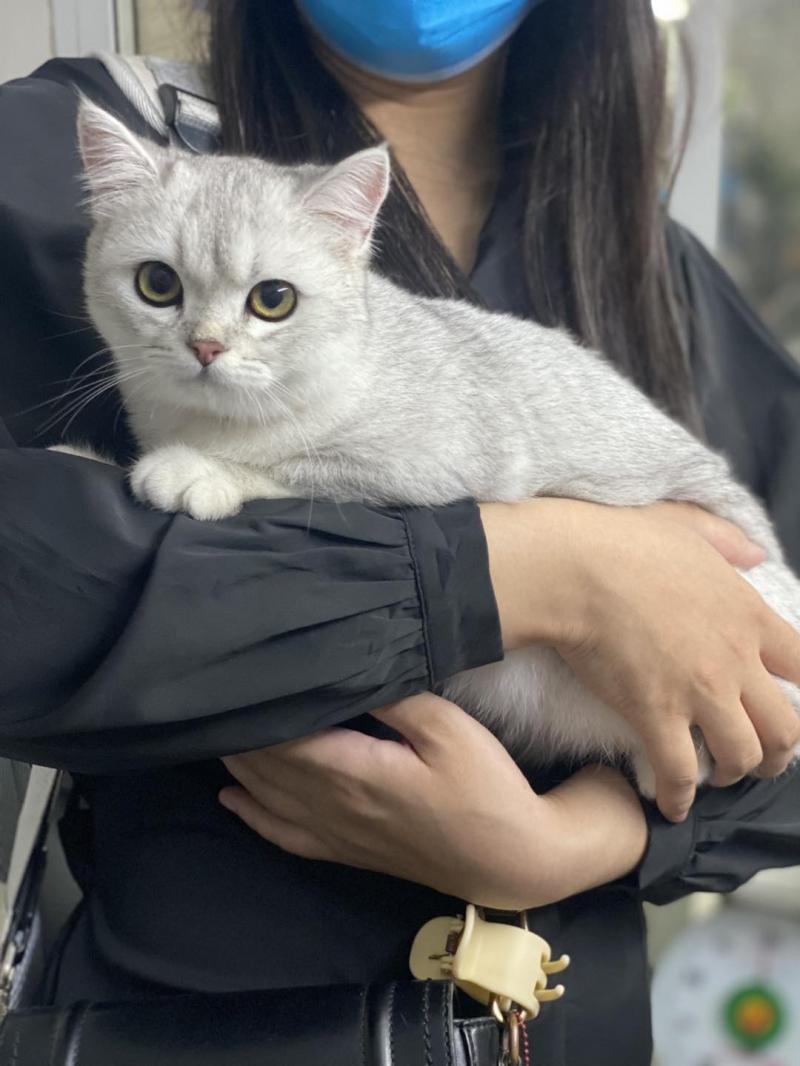 Phòng Khám Thú Y Animal Care