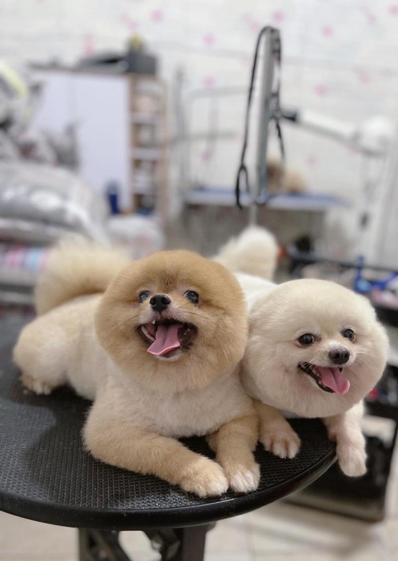 Phòng Khám Thú Y Ecopet247