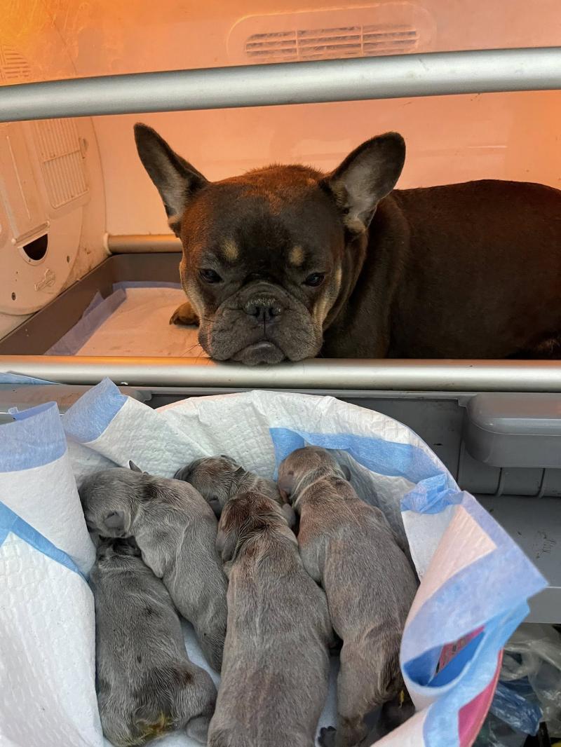 Phòng khám thú y Home Pet - Bắc Ninh