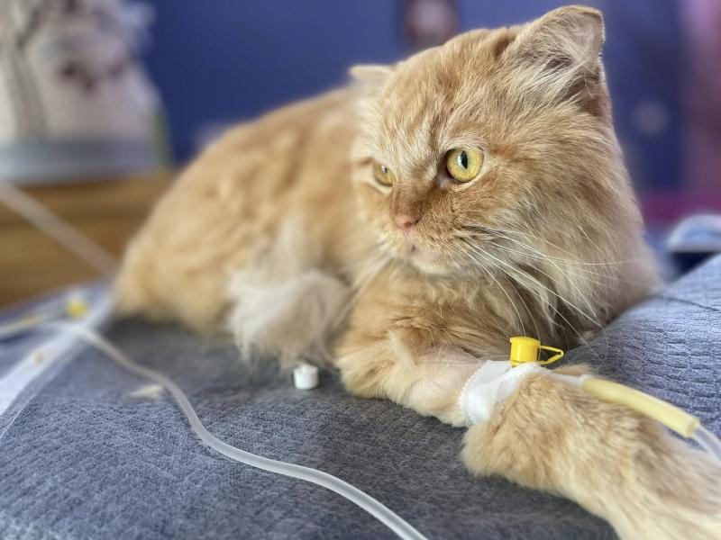 Phòng khám thú y Minh Đặng