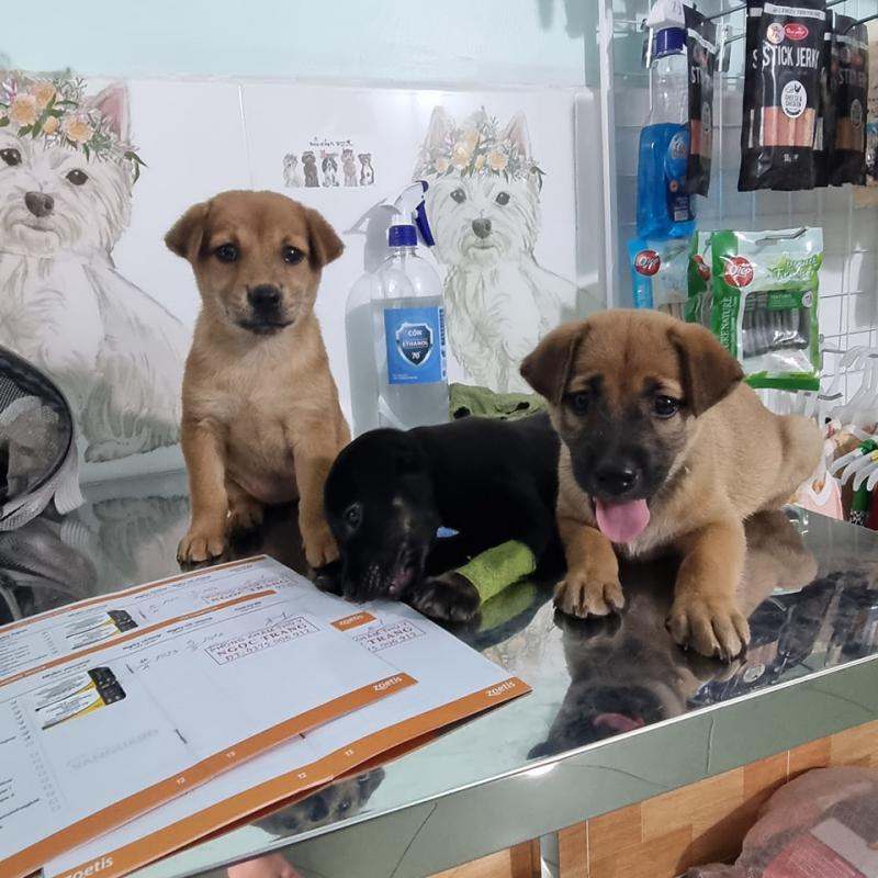 Phòng khám thú y Ngọc Trang Vet Clinic