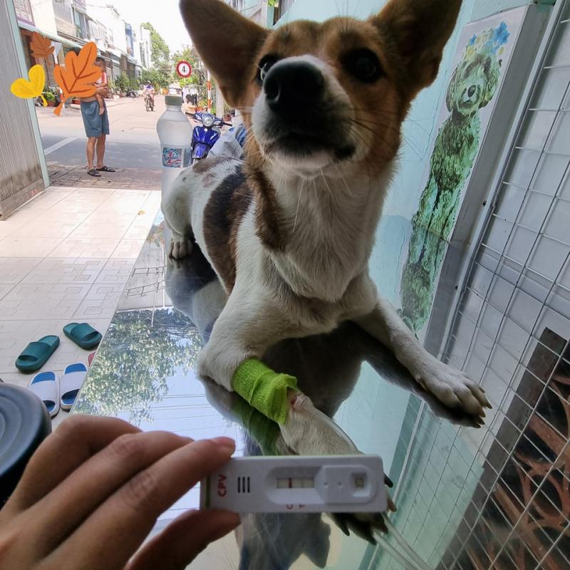 Phòng khám thú y Ngọc Trang Vet Clinic