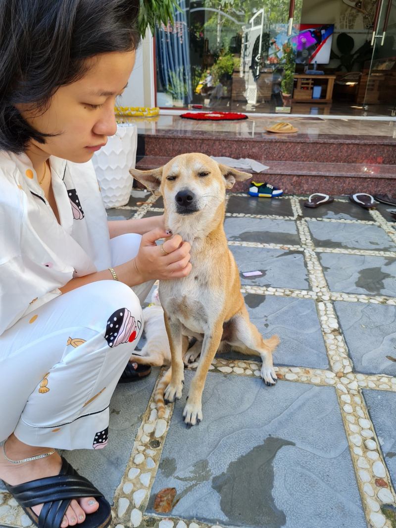 Phòng khám thú y Nha Trang Vet Clinic