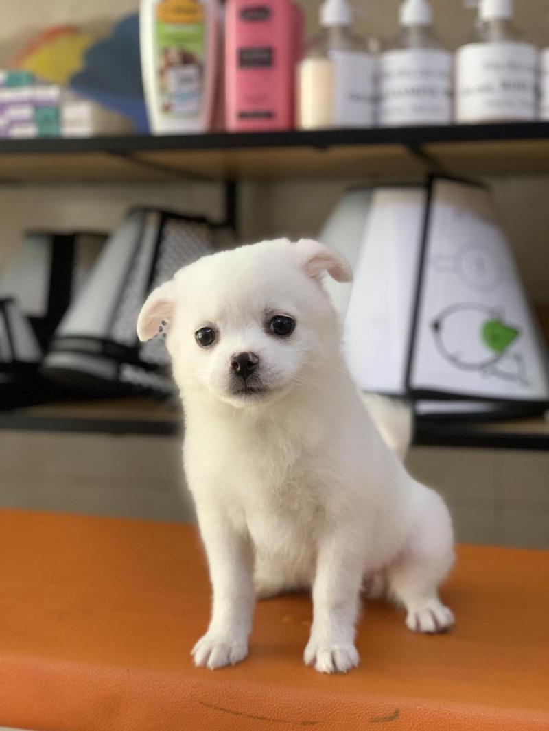 Phòng Khám Thú Y Pet 24H