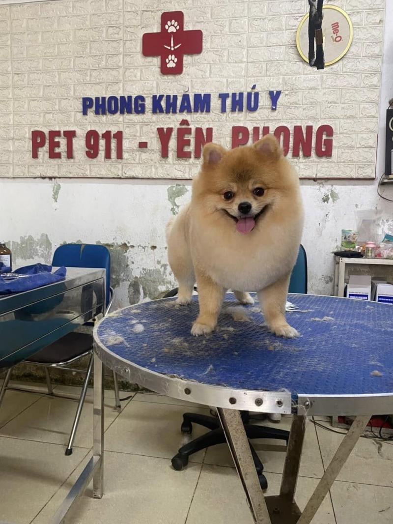 Phòng khám thú y PET 911