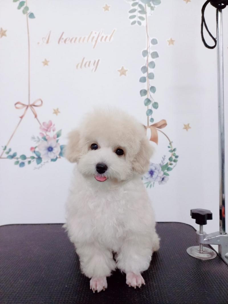 Phòng khám Thú y Pet - Friends