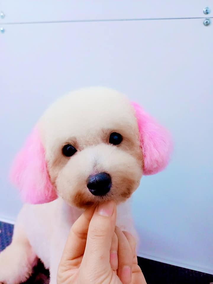 Phòng khám Thú y Pet - Friends