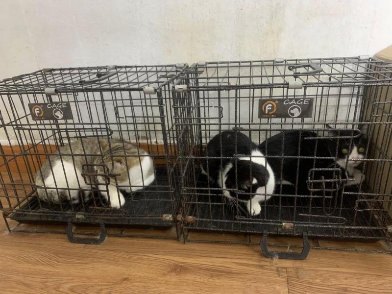 Phòng Khám Thú Y Tun Pet