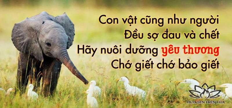 Ăn chay, Phóng sanh, yêu quý sinh mạng động vật, công đức vô lượng hồi hướng giúp cho người chết được siêu thoát