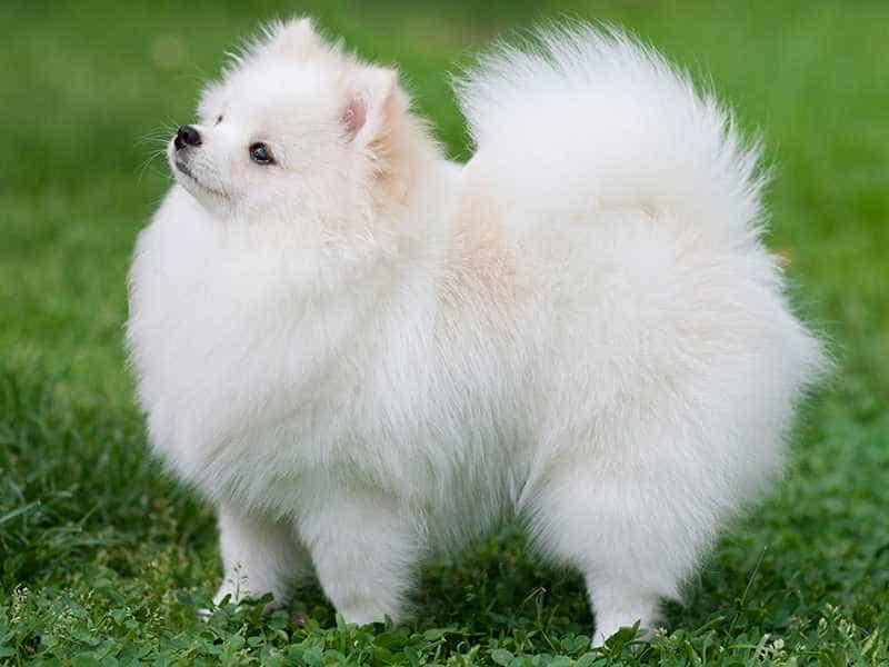 Chó Pomeranian