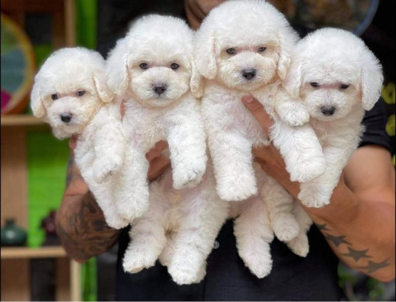 Poodle Family Sài Gòn