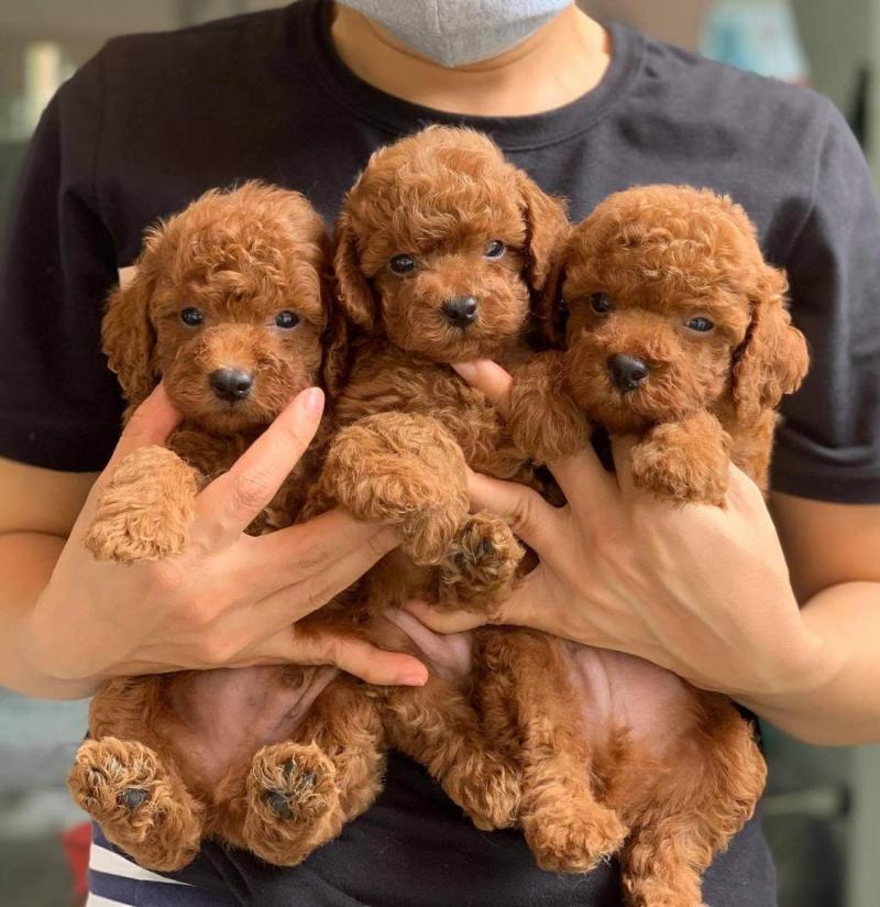 Poodle Family Sài Gòn