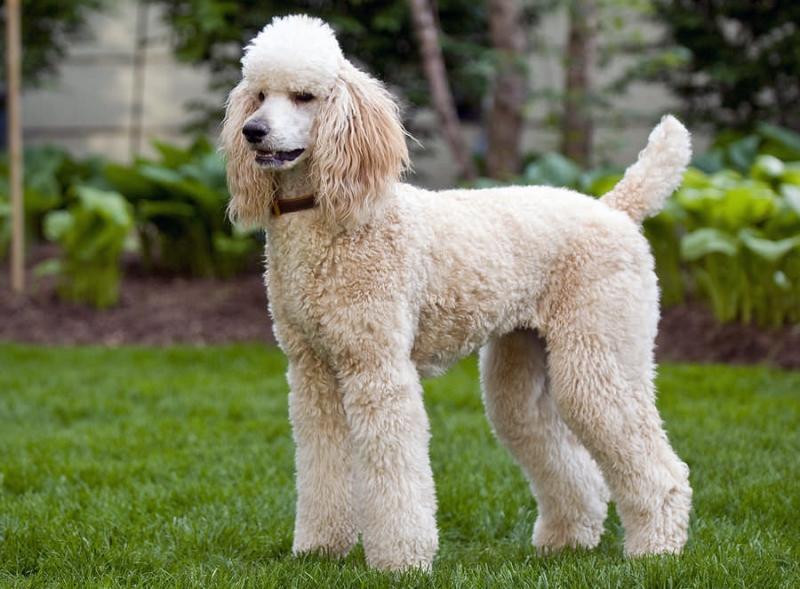 Poodle - một trong những loài chó cảnh thông minh nhất thế giới