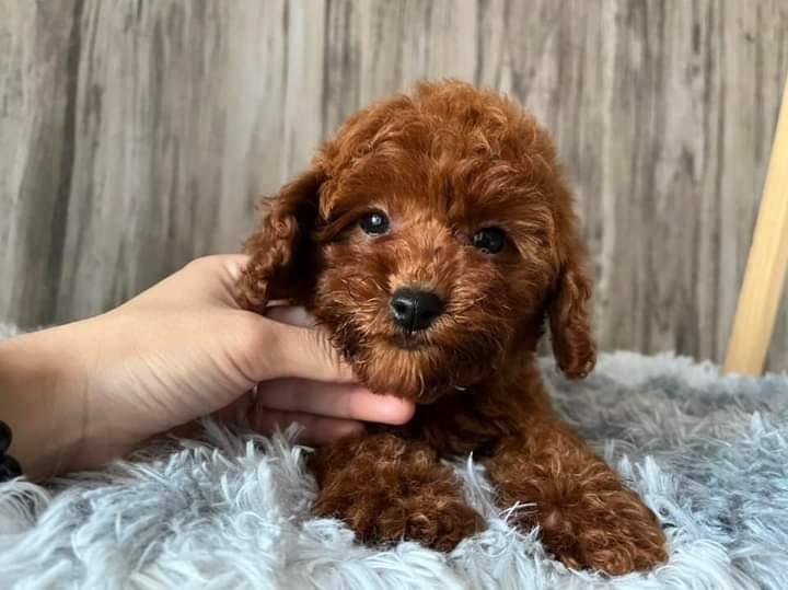 Top 10 Cửa Hàng Bán Chó Poodle Uy Tín Nhất Tại Tp. Hcm - Toplist.Vn